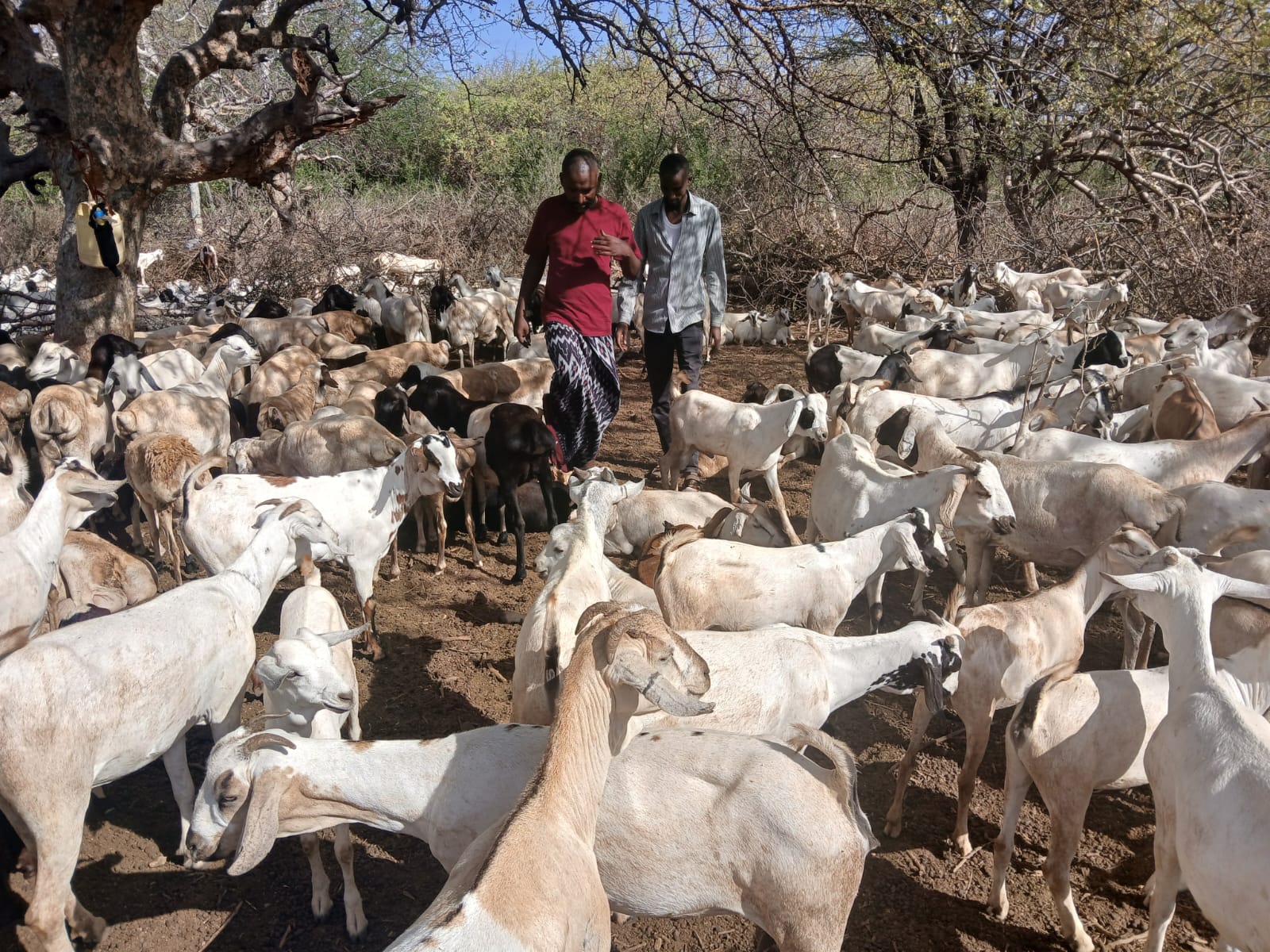 Pastoralist women walking with goats at golden hour